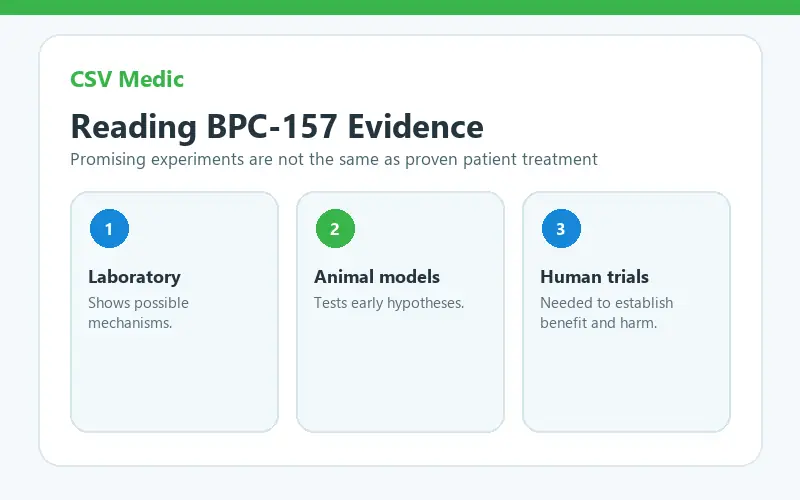 BPC 157 peptide evidence pathway from laboratory and animal studies to human trials